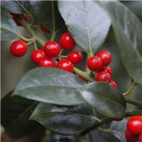 Ilex J C Van Tol - Self-Fertile Female English Holly