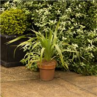 Yucca recurvifolia 'Banana Split'