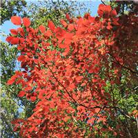 Sapium japonicum - Japanese Tallow Tree - Stunning Autumn Colour
