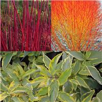 Cornus Collection - Fiery Winter Dogwood Collection - Pack of THREE
