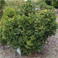 Ginkgo biloba Jehoshaphat - Maiden Hair Tree