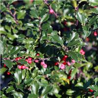 Festive Holly Plant - Full of Berries - Ilex meserveae 'Blue Princess'