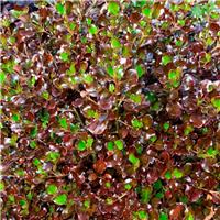 Coprosma 'Pacific Night' - Looking Glass Plant