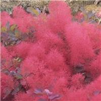 Cotinus coggygria 'Ruby Glow'
