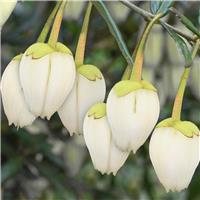 Crinodendron hookerianum 'Alf Robbins'