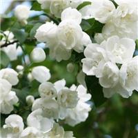 Philadelphus virginal - Mock Orange