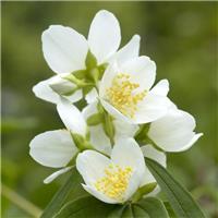 Philadelphus Starbright - Mock Orange