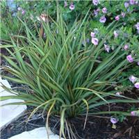 Phormium 'Tom Thumb' - New Zealand Flax