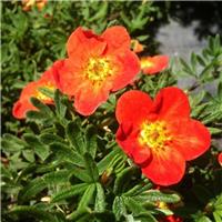 Potentilla fruiticosa Red Joker - Shrubby Cinqfoil
