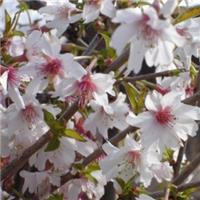 Prunus incisa 'Mikinori - Fuji Cherry - Flowering Cherry