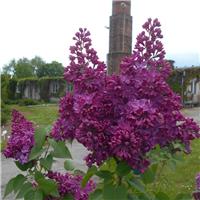 Syringa vulgaris Znamya Linina - Purple Lilac