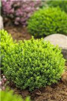 Hebe Emerald Green Globe - Pack of THREE Established Plants