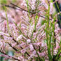 Tamarix tetrandra - Tamarisk