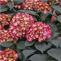 Hydrangea macrophylla Eclipse'