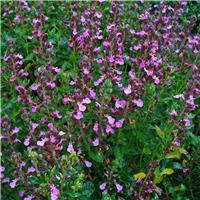 Teucrium x lucidrys - Hybrid Germander Plant