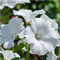 Lavatera Marshmallow Ice White