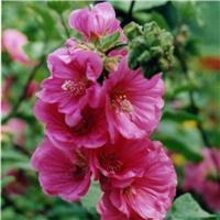 Lavatera Red Rum
