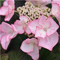 Hydrangea macrophylla 'Sheila'
