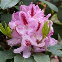 Rhododendron 'Furnivall's Daughter'