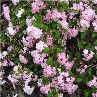 Deutzia elegantissima 'Rosealind'