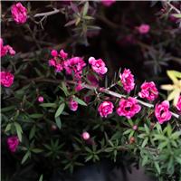 Potentilla fruticosa Katherine Dykes
