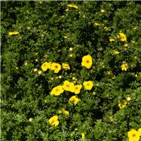 Potentilla fruticosa Mix