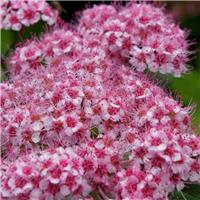 Spiraea japonica Sparkling Champagne