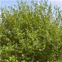 Salix aurita - Eared Willow