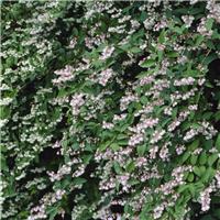 Deutzia scabra 'Plena'