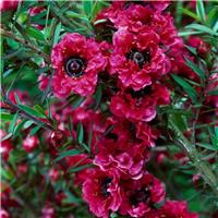 Leptospermum scoparium 'Red Damask'