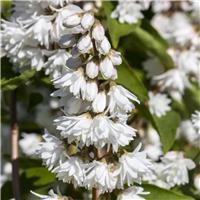 Deutzia magnifica