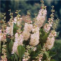 Clethra alnifolia 'Pink Spire'