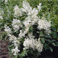 Ligustrum japonicum 'Texanum' - Japanese Privet