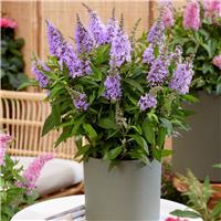 Buddleja Butterfly Candy Little Lila- Dwarf Buddleia Butterfly Bush