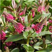Hebe andersonii 'Donna Eva'