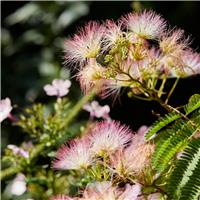 Albizia julibrissin 'Tropical Dream' - Persian Silk Tree