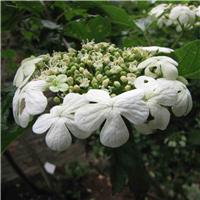 Viburnum opulus 'Compactum'- Snowball Bush - Compact Guelder Rose