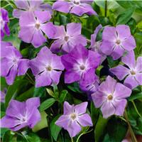 Vinca major - Greater Periwinkle Plant