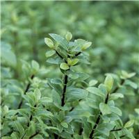 Pittosporum tenuifolium 'Silver Ball'