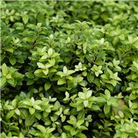 Pittosporum tenuifolium 'Golden Ball'