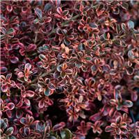 Coprosma 'Fireburst - Looking Glass Plant