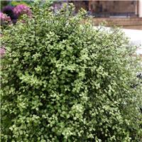 Pittosporum tenuifolium 'Cratus'