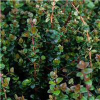 Ugni molinae Pretty Berry - Chilean guava