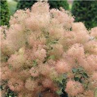 Cotinus Young Lady - Dwarf Smoke Bush