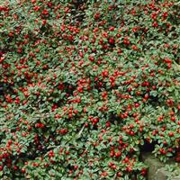 Cotoneaster Dammerii