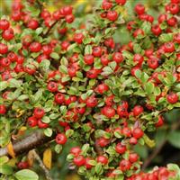 Cotoneaster Horizontalis