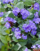 Ceratostigma plumbaginoides - Hardy Plumbago