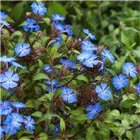 Ceratostigma griffithii - Hardy Cobalt-Blue Plumbago