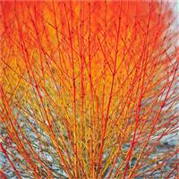 Cornus sanguinea Midwinter Fire (Winter Beauty) - Dogwood