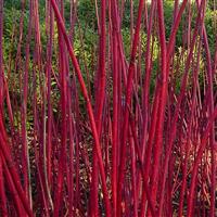 Cornus alba Sibirica Varigata (Elegantissima)